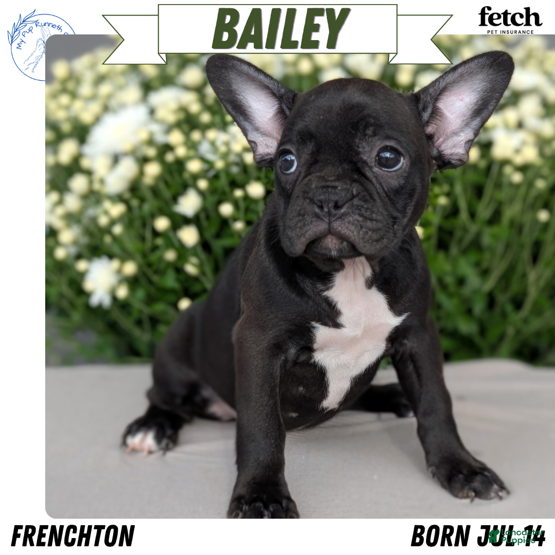 Bailey, Frenchton