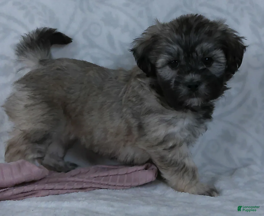 Teddy Bear dogs for sale: Gracie - Ad 3
