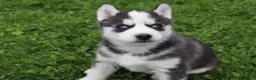 Siberian Husky dogs for sale: Timber - Ad 8
