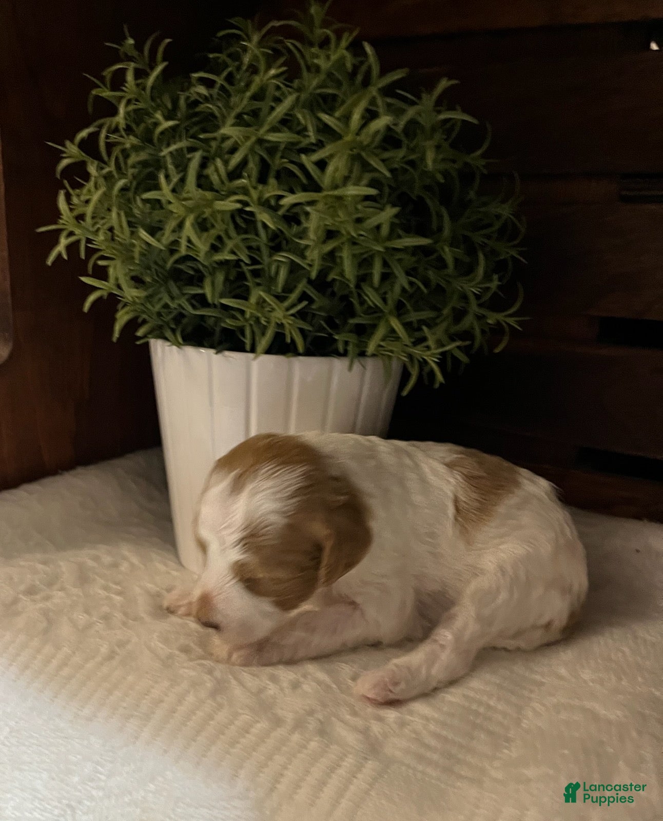 Miniature Poodle dogs Chai - Ad 1