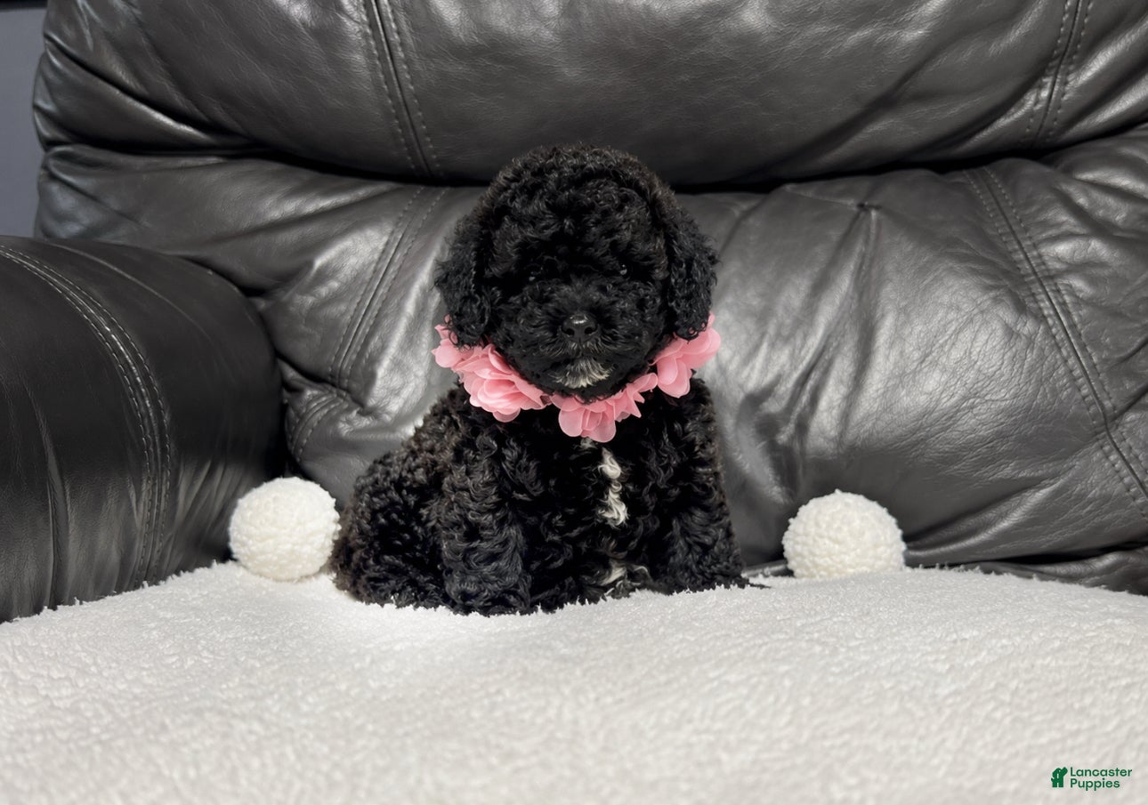Cavapoo dogs Luvie - Ad 3