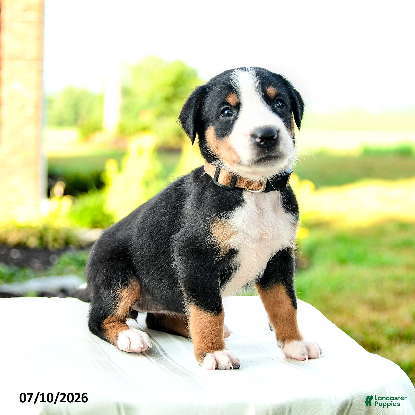 Greater Swiss Mountain Dog Puppies for sale in Pennsylvania