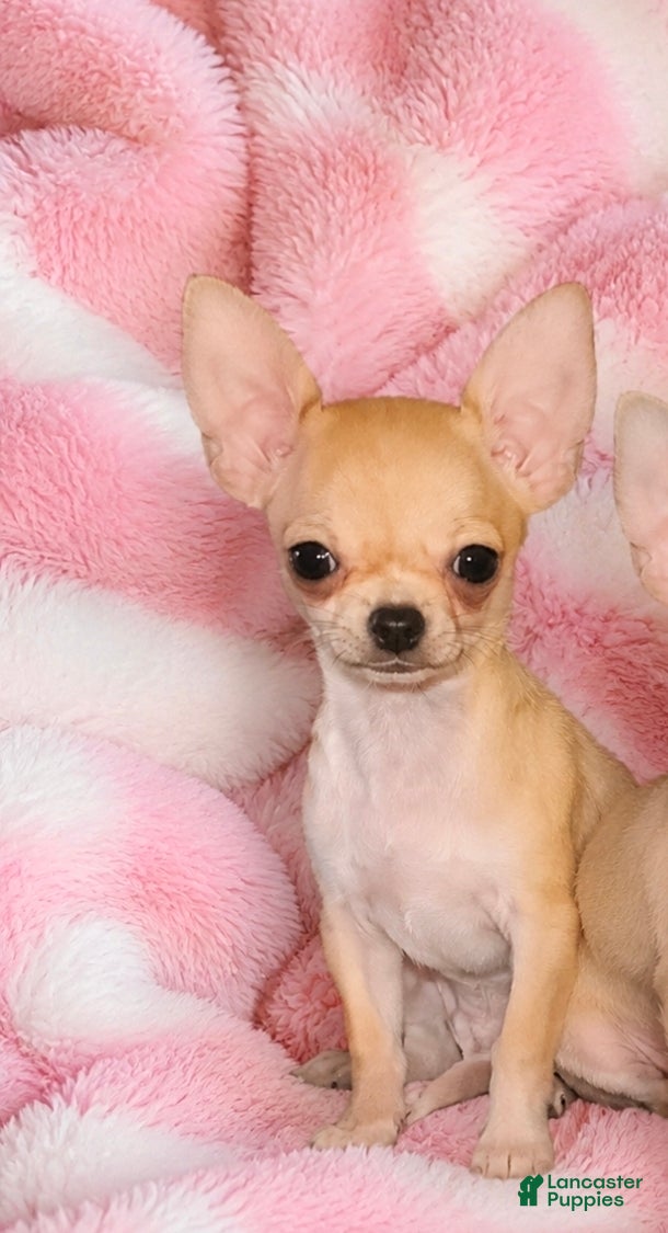 Chihuahua dogs Hand delivery. Teacup applehead blue fawn boy - Ad 10