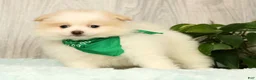 Pomeranian dogs for sale: Chief - Ad 5