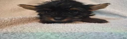 Shorkie dogs for sale: Roman  - Ad 12