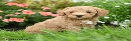 Toy Poodle dogs for sale: Chunky - Ad 1