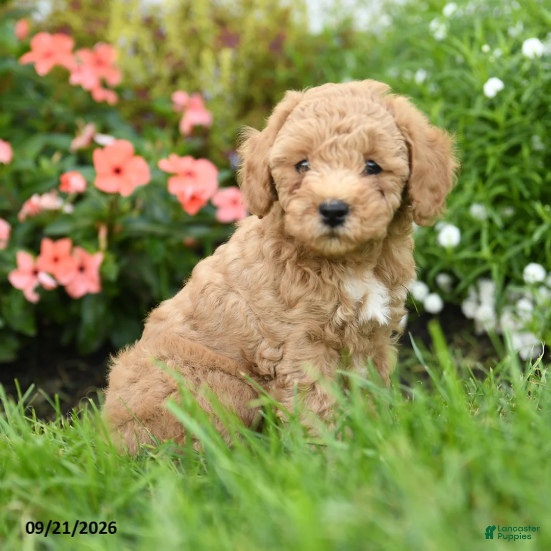 Toy Poodle dogs for sale: Chunky - Ad 1