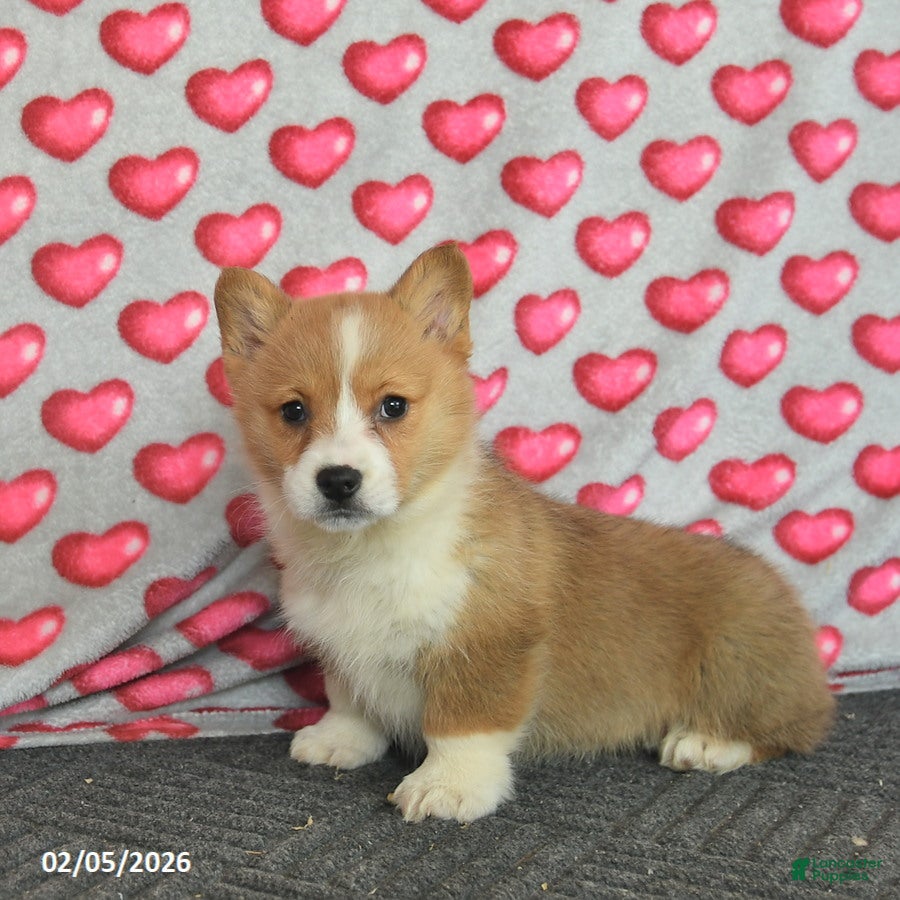 Welsh Corgi Pembroke dogs Pearl  - Ad 2