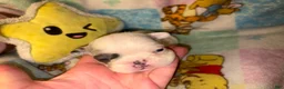 French Bulldog dogs for sale:  GHOST pied Merle! - Ad 4