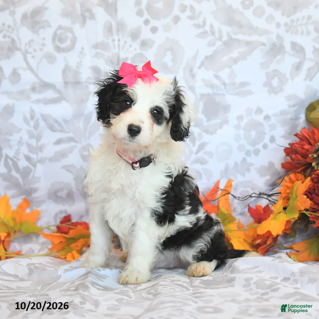 Mini Aussiedoodle dogs for sale: Brittney - Ad 2