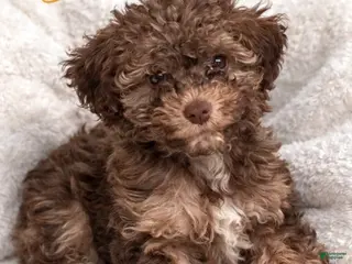 Havapoo dogs Buttercup - Ad 18