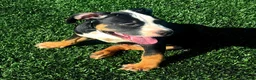 American Bully dogs for sale: "ICE CUBE" TRI COLOR - Ad 2