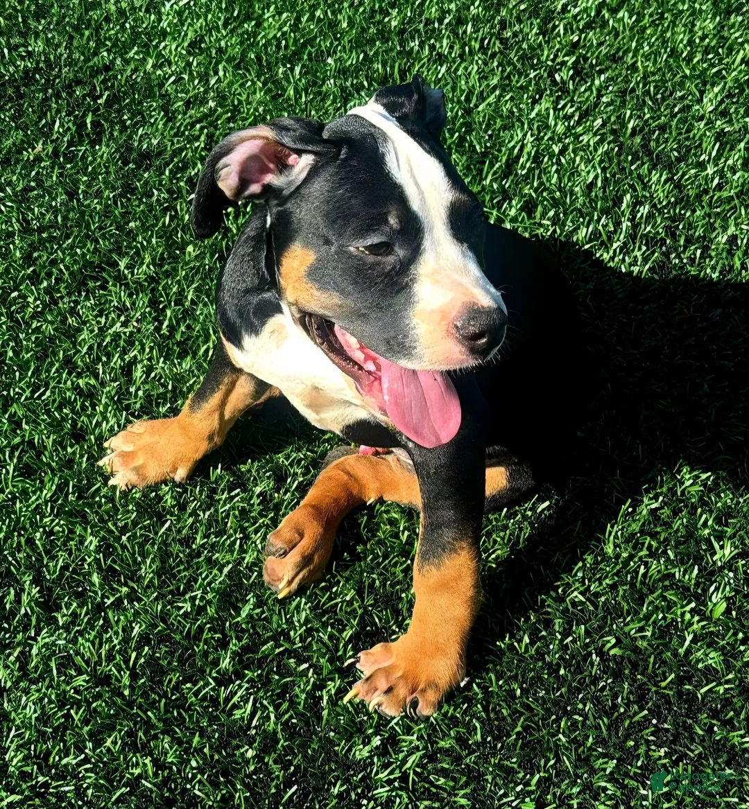American Bully dogs for sale: "ICE CUBE" TRI COLOR - Ad 2