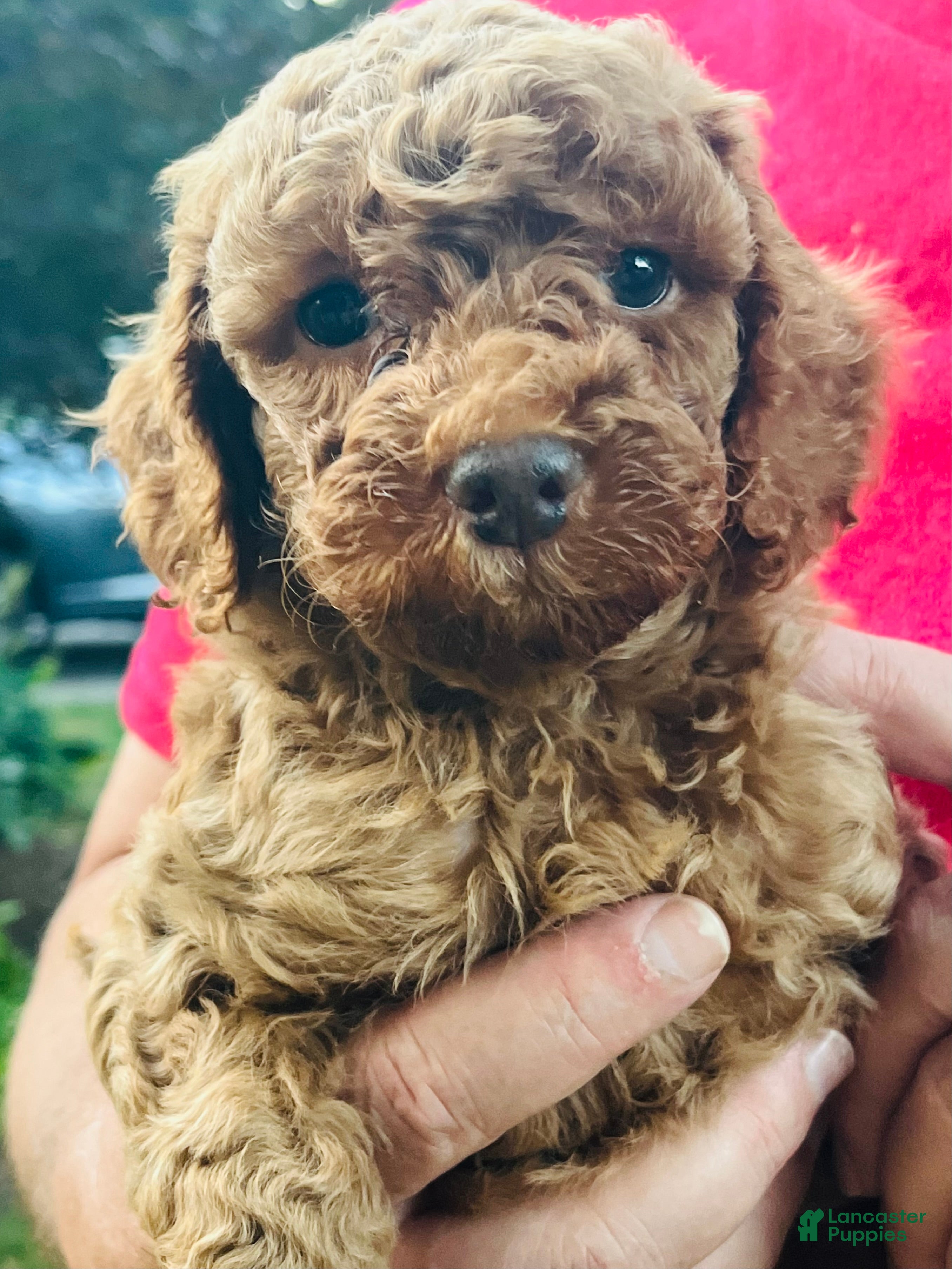 Mini Goldendoodle dogs Nugget - Ad 2