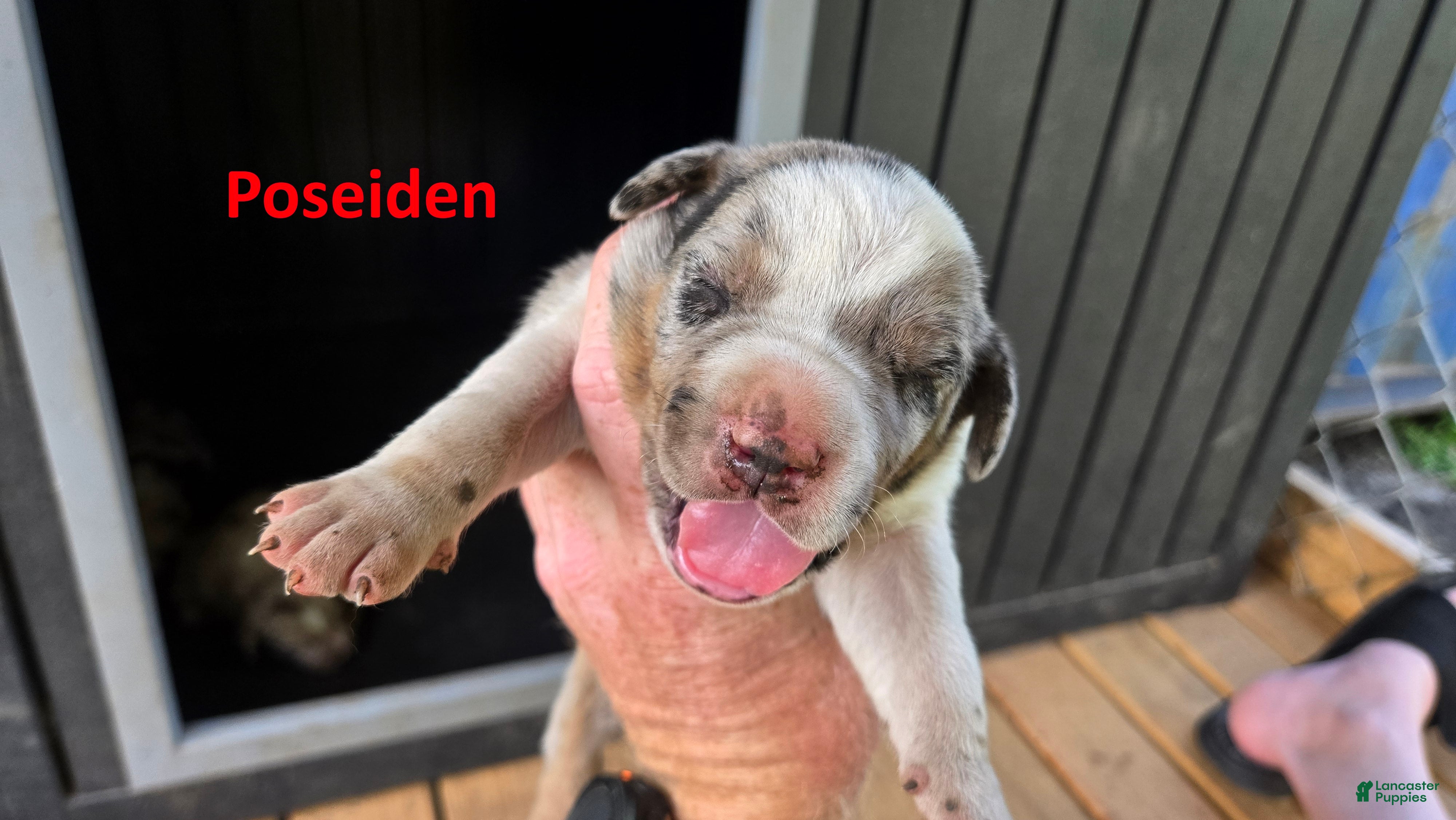 Catahoula Leopard Dog dogs Poseidon - Male (white merle)  - Ad 2