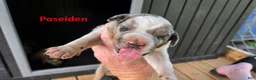 Catahoula Leopard Dog dogs for sale: Poseidon - Male (white merle)  - Ad 2
