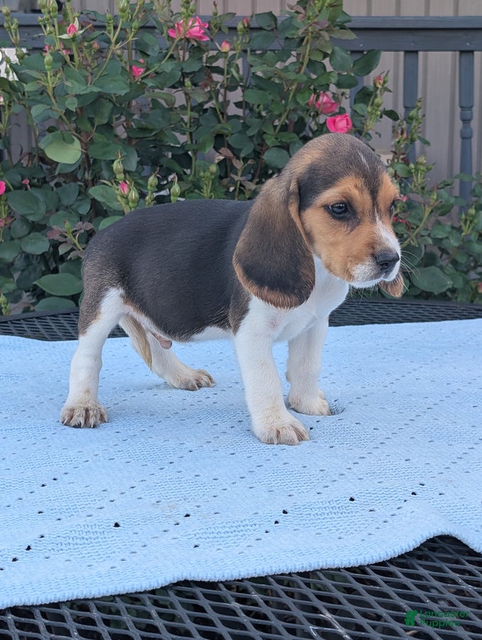 Beagle dogs Casper - Ad 2