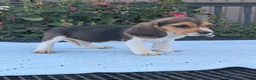 Beagle dogs for sale: Casper - Ad 2