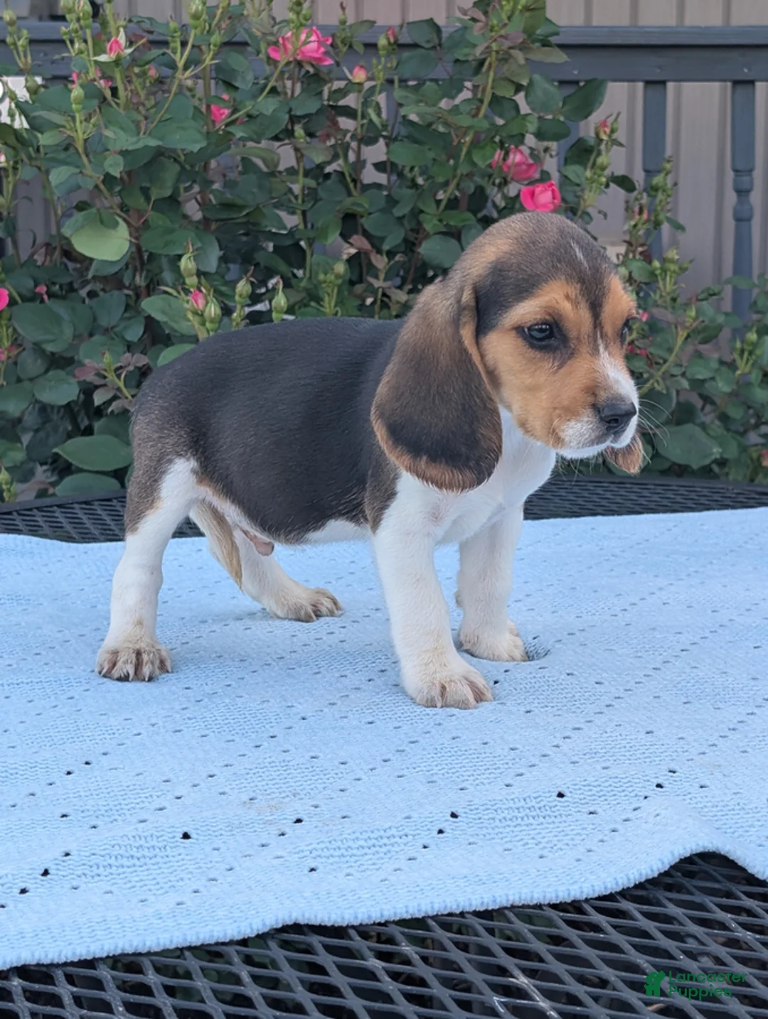 Beagle dogs for sale: Casper - Ad 2