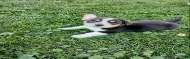 Milo