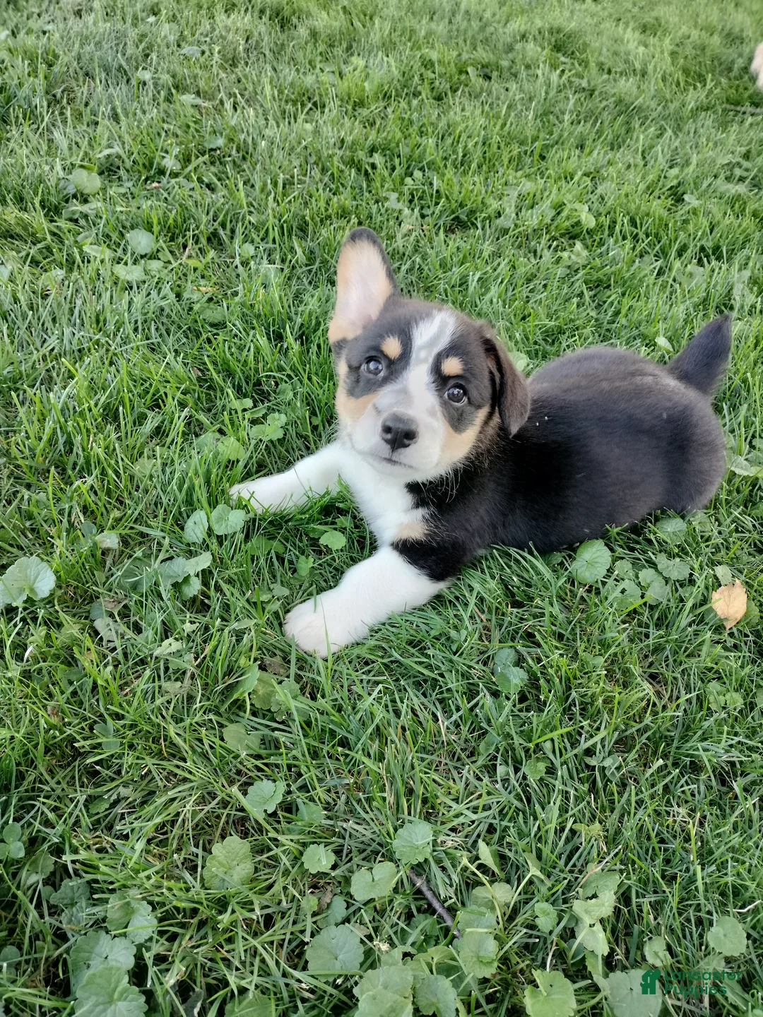 Welsh Corgi Pembroke dogs for sale: Milo - Ad 1
