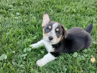 Welsh Corgi Pembroke dogs Milo - Ad 3