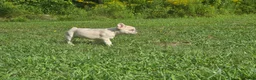 French Bulldog dogs for sale: Zeus - Ad 4
