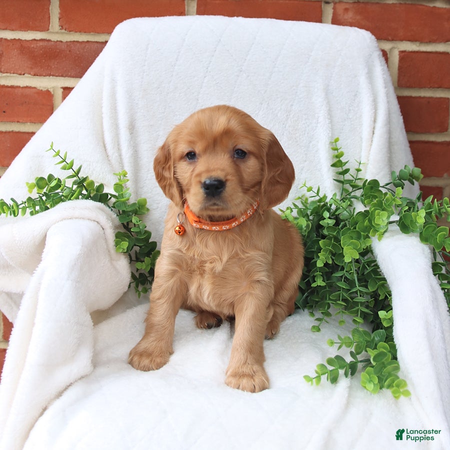 Miniature Golden Retriever dogs Jana  - Ad 1