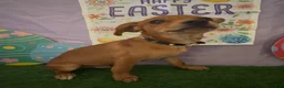 Miniature Pinscher dogs for sale: Miniature Pinscher 03 - Ad 4