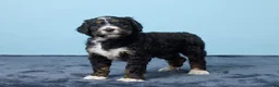 Bernedoodle dogs for sale: Jewel - Ad 4