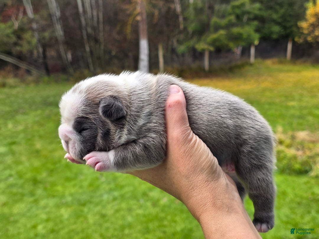 French Bulldog dogs for sale: ❄️ Ana – Blue Panda Husky-Pattern French Bulldog - Ad 3