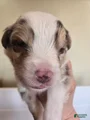 Australian Shepherd Puppy 1