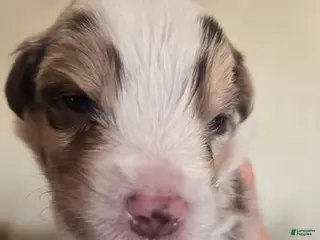 Australian Shepherd dogs for sale: Australian Shepherd Puppy 1 - Ad 1
