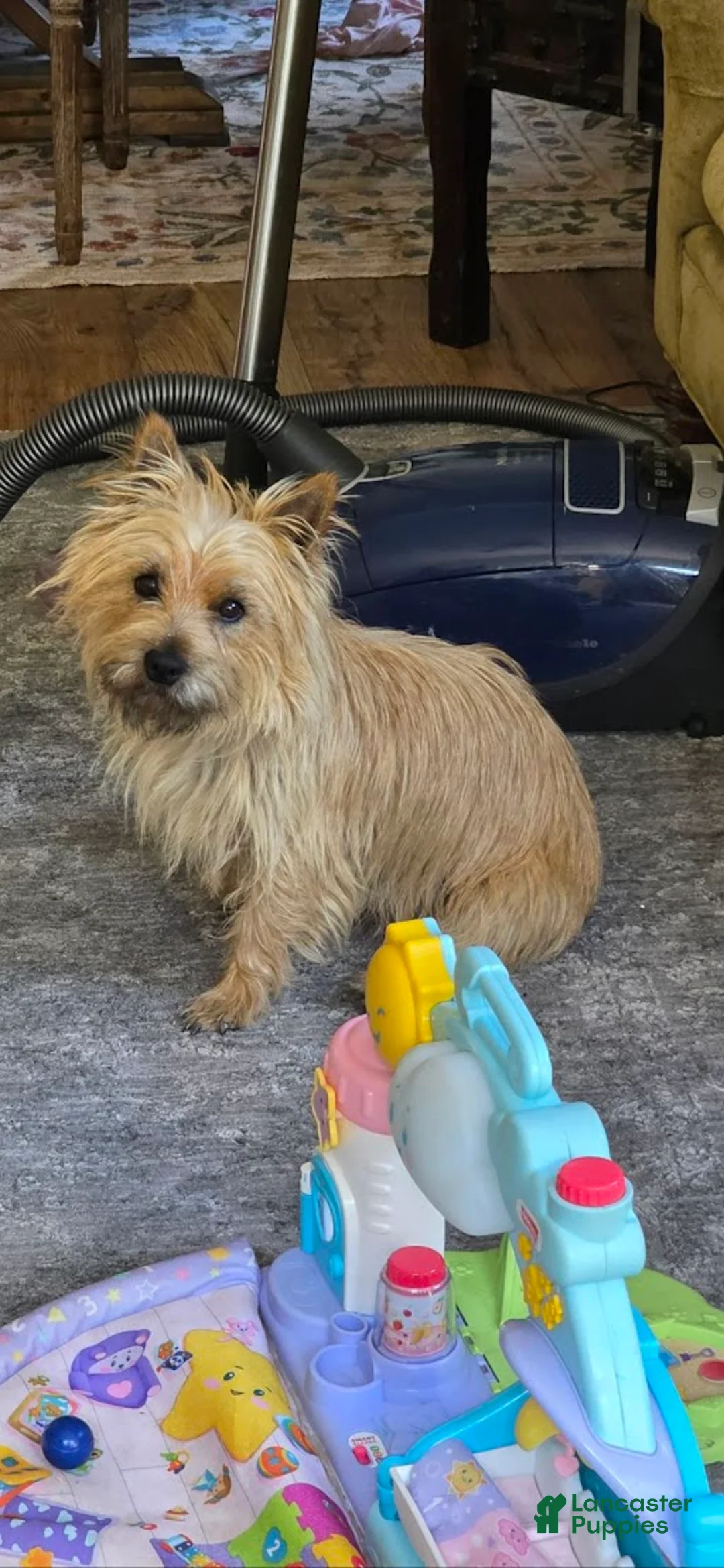 Cairn Terrier dogs for sale: Dark Sky  - Ad 5