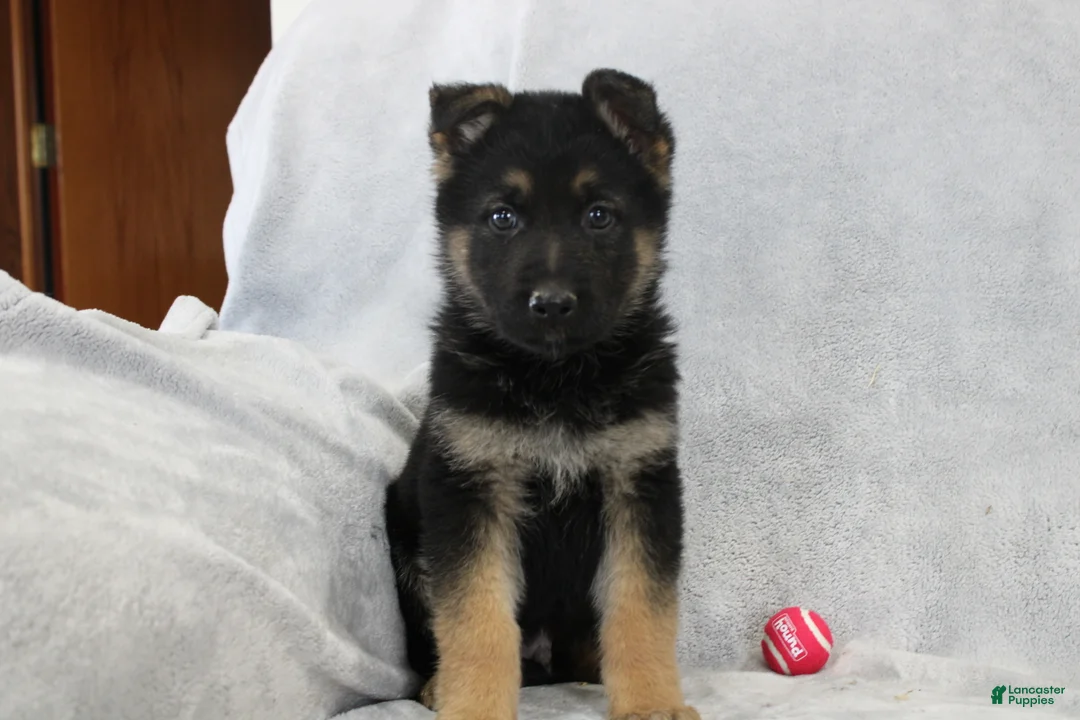 German Shepherd dogs for sale: Charlie - Ad 1