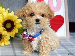 Maltipoo dogs Axel - Ad 29