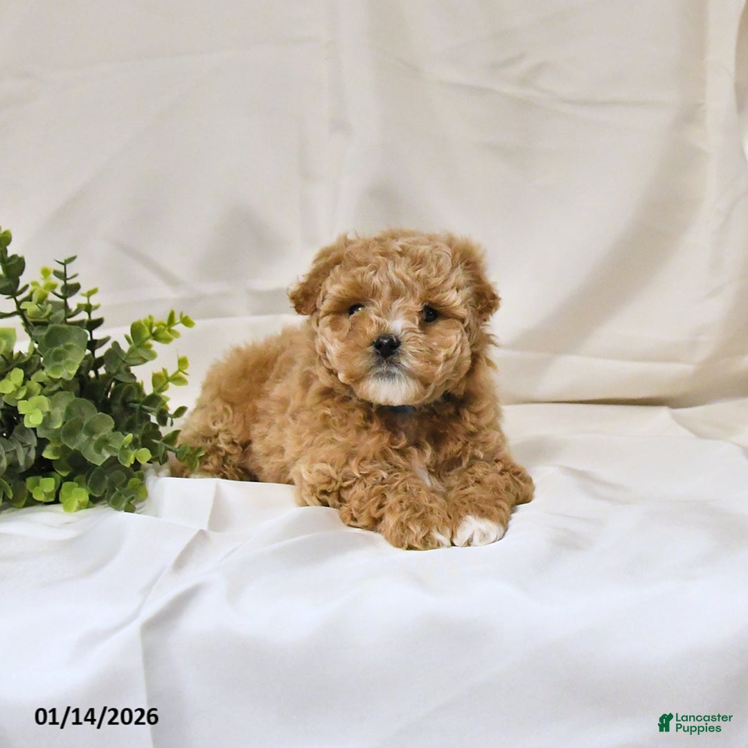 Bichpoo dogs for sale: Shelley - Ad 4