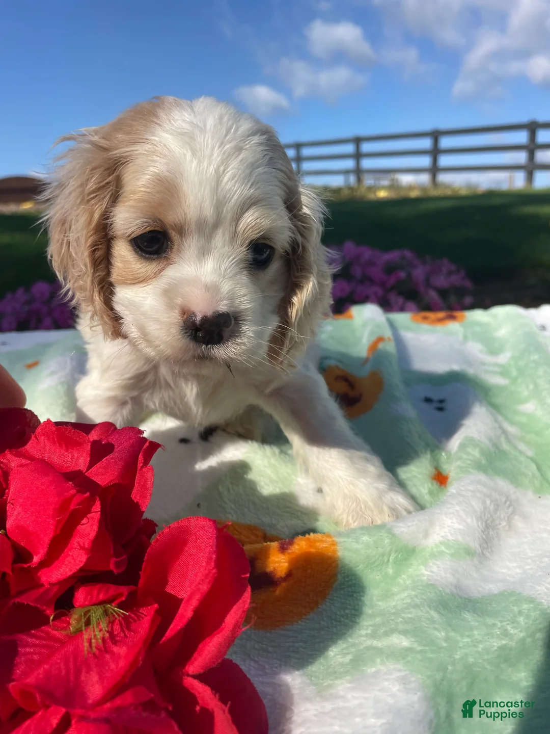 Cocker Spaniel dogs for sale: Andy - Ad 4