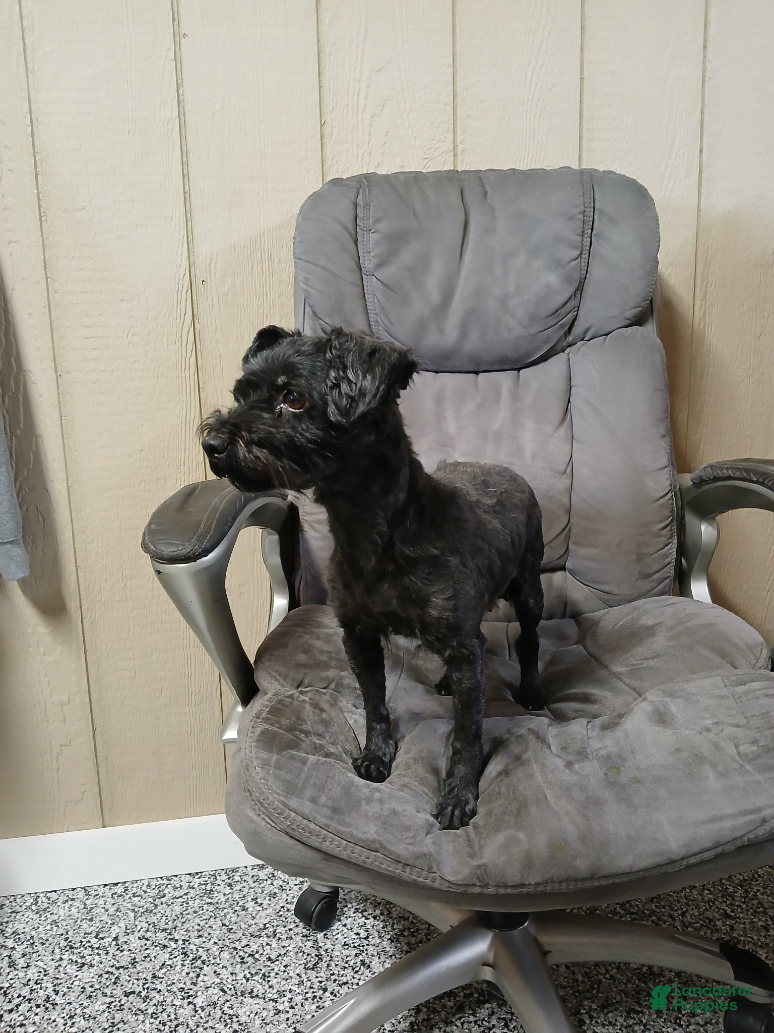 Yorkiepoo dogs Dixie - Ad 2