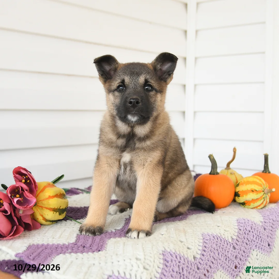 Mixed Breed dogs for sale: Avery - Ad 3