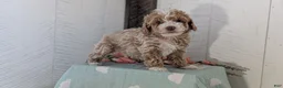 Cockapoo dogs for sale: Tara - Ad 13