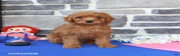 Mini Goldendoodle dogs for sale: Chloe - Ad 5