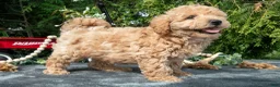 Mixed Breed dogs for sale: Brewster - Ad 2