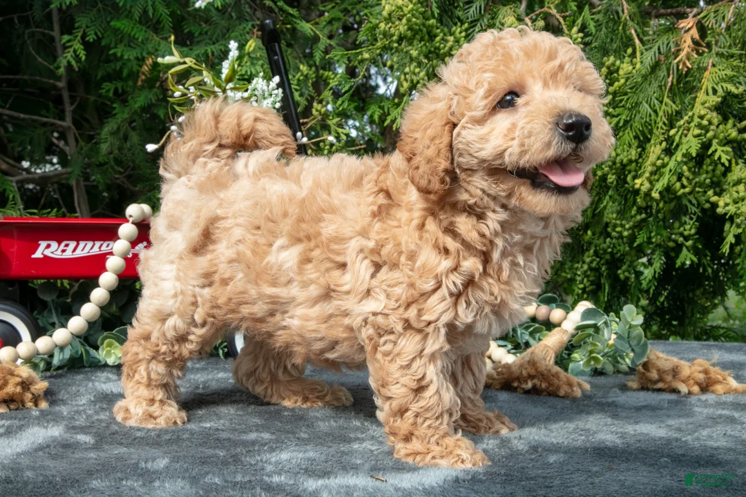 Mixed Breed dogs for sale: Brewster - Ad 2