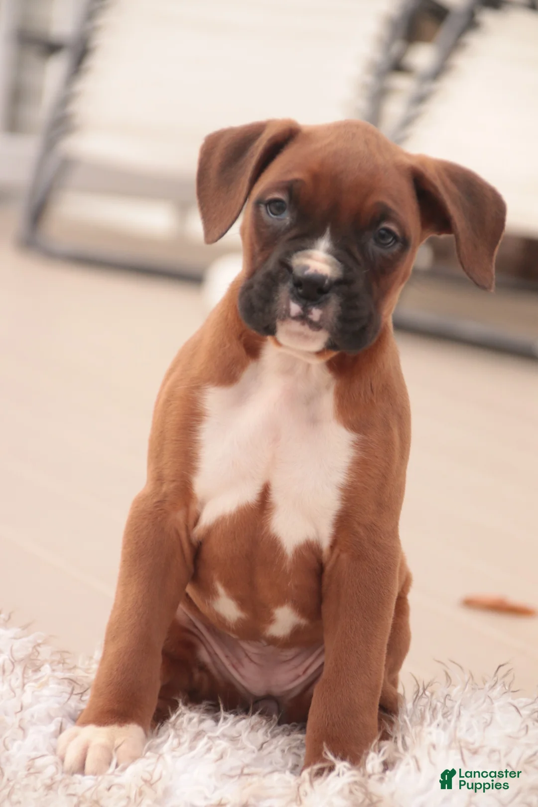 Boxer dogs for sale: Avery - Ad 7
