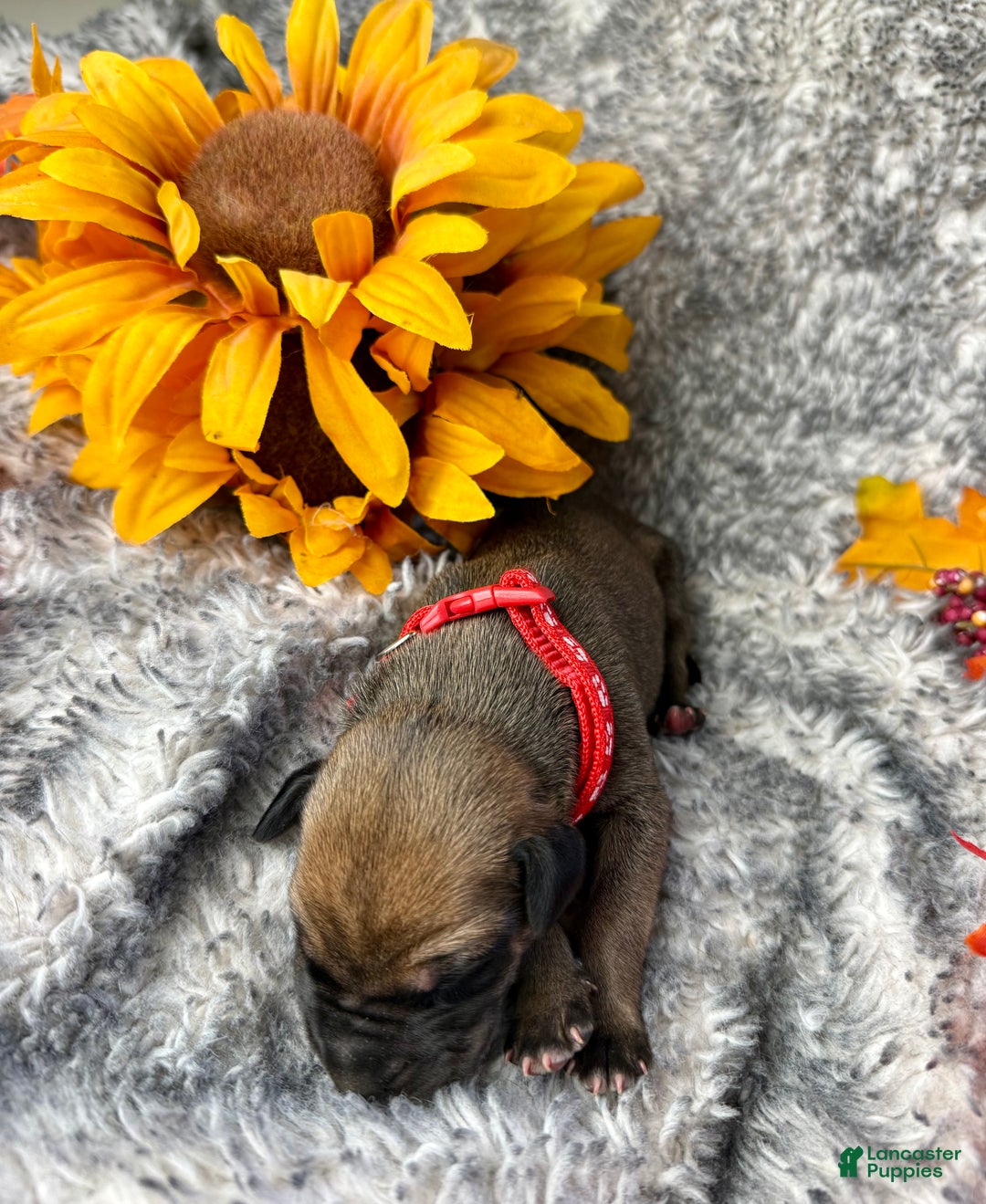 Great Dane dogs for sale: Professor Snape - Ad 8