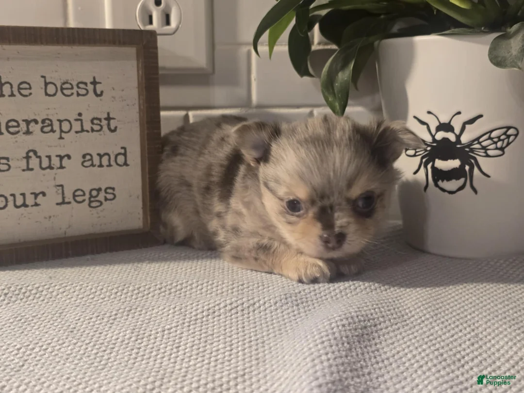 Chihuahua dogs for sale: Stanley - Ad 1