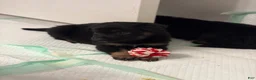 German Shepherd dogs for sale:  Puppy 13 - Ad 1