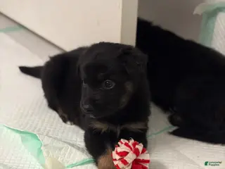 German Shepherd dogs Puppy 13 - Ad 4
