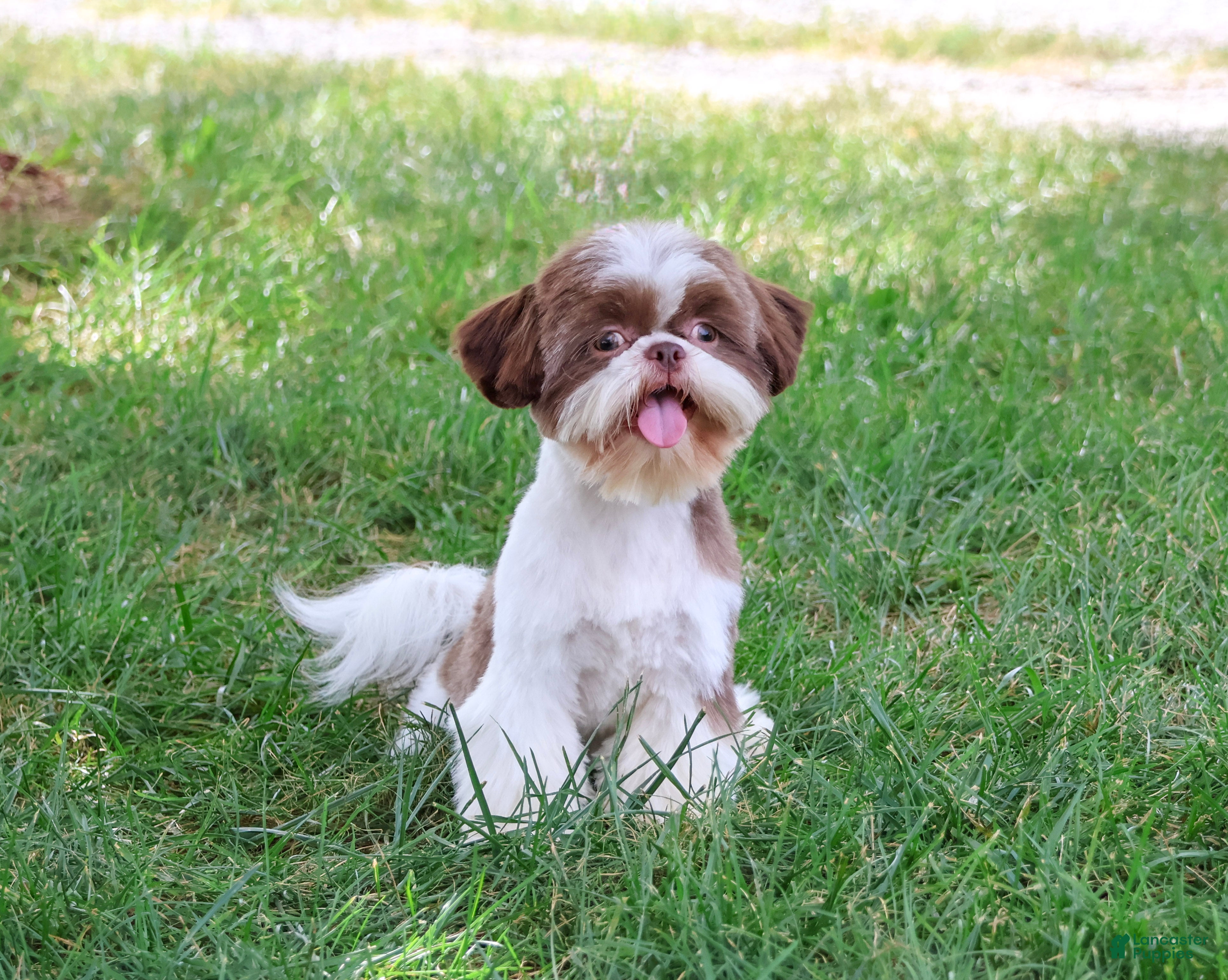 Shih Tzu dogs Andre - Ad 2